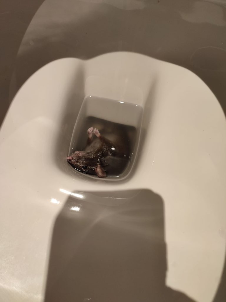 rat à Bruxelles dans des toilettes